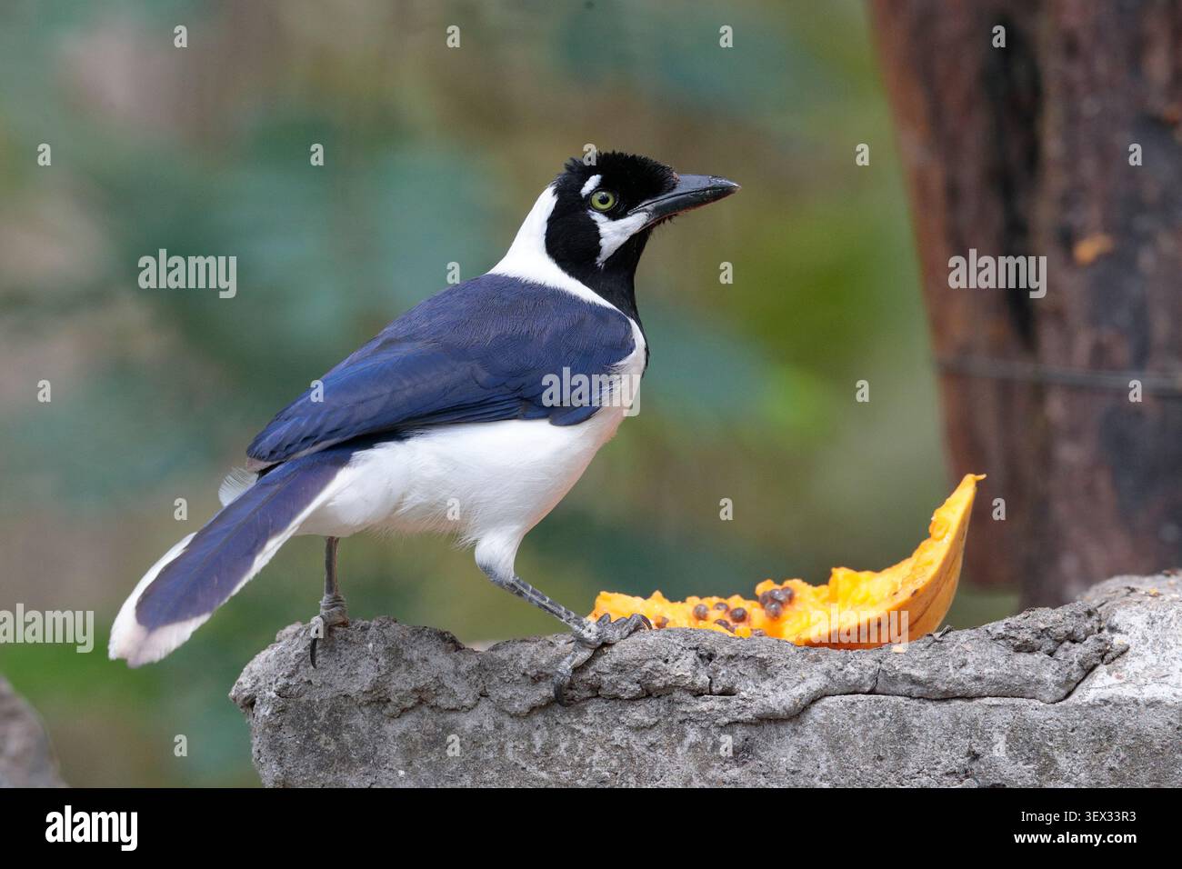 Jay à queue blanche (Cyanocorax mystacalis), oiseau adulte seul, Jorupe, sud de l'Équateur, Amérique du Sud Banque D'Images