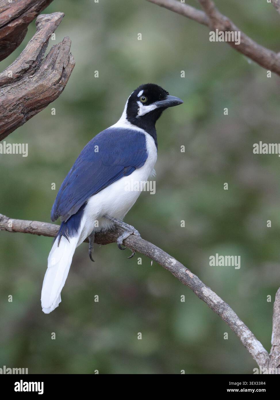 Jay à queue blanche (Cyanocorax mystacalis), oiseau adulte unique, Jorupe, sud de l'Équateur, Amérique du Sud Banque D'Images