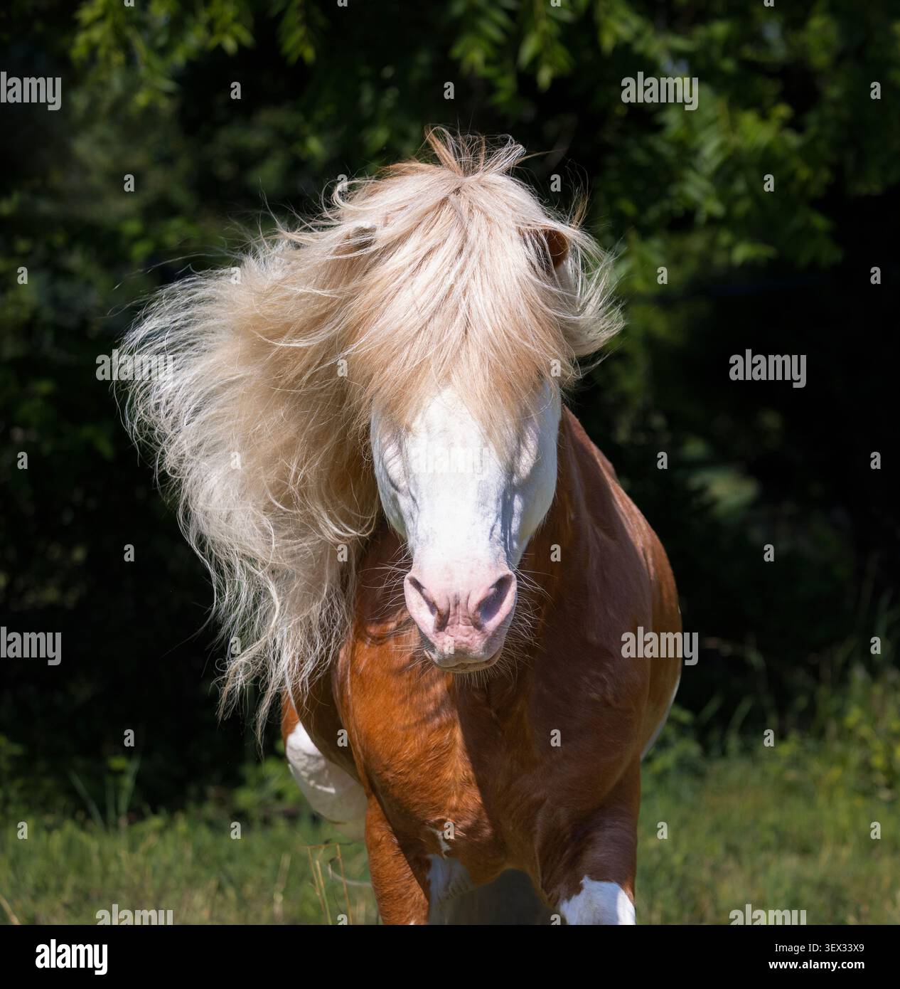 Vue de face d'un cheval islandais blanc éclaboussé avec une crinière de lin spectaculaire et marquage facial blanc. Banque D'Images