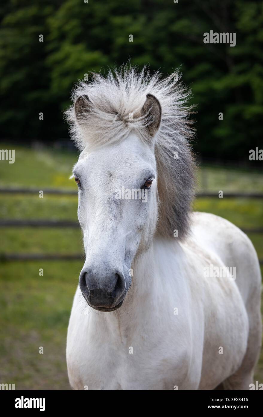 Cheval islandais gris debout dans un pâturage avec une clôture en bois et des arbres vert foncé en arrière-plan. Banque D'Images