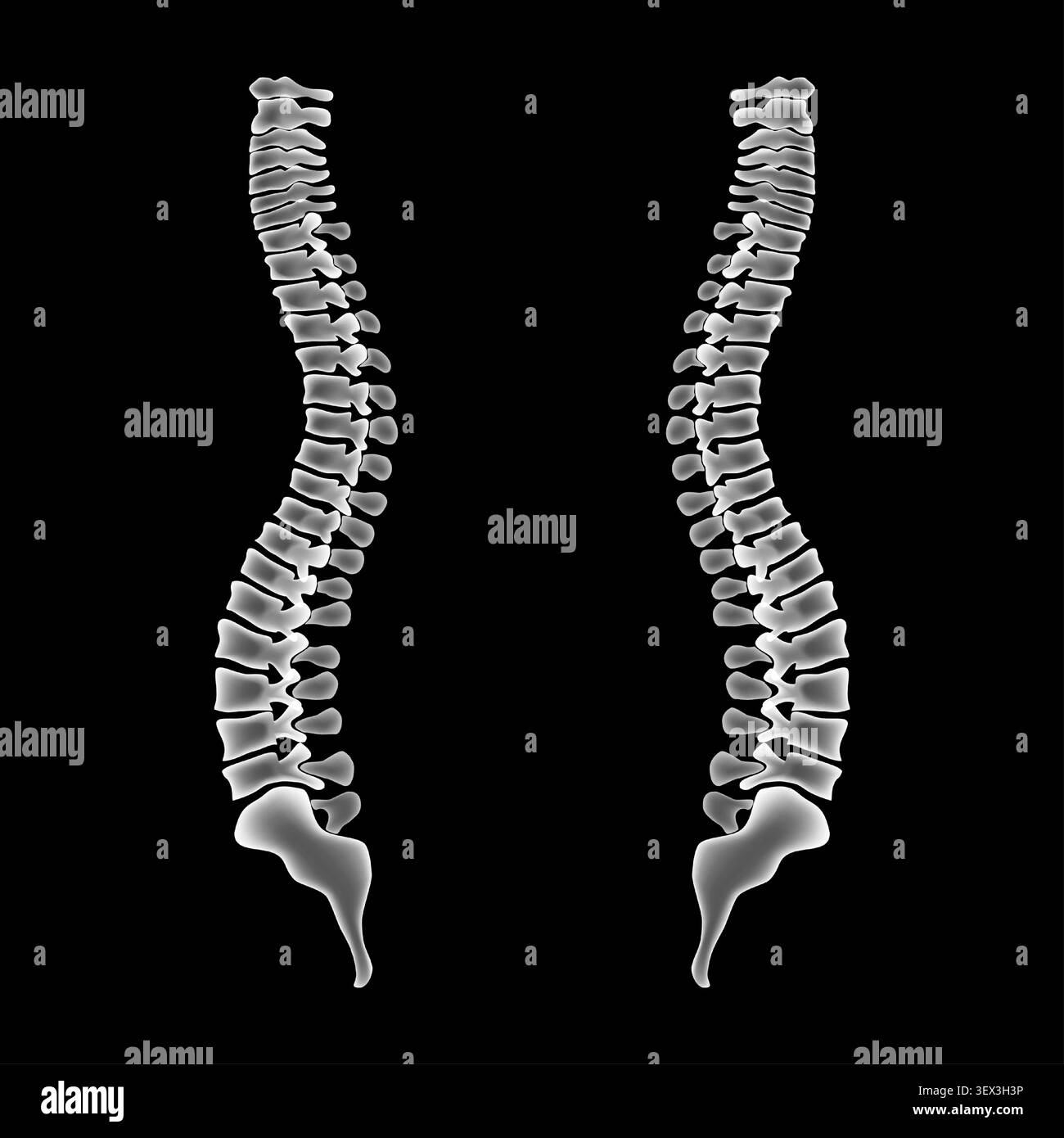 Illustration vectorielle de squelette de colonne vertébrale humaine isolée sur fond noir. Vue latérale de style radiographique des paires de squelette, anatomie de l'os de la colonne vertébrale. Illustration de Vecteur