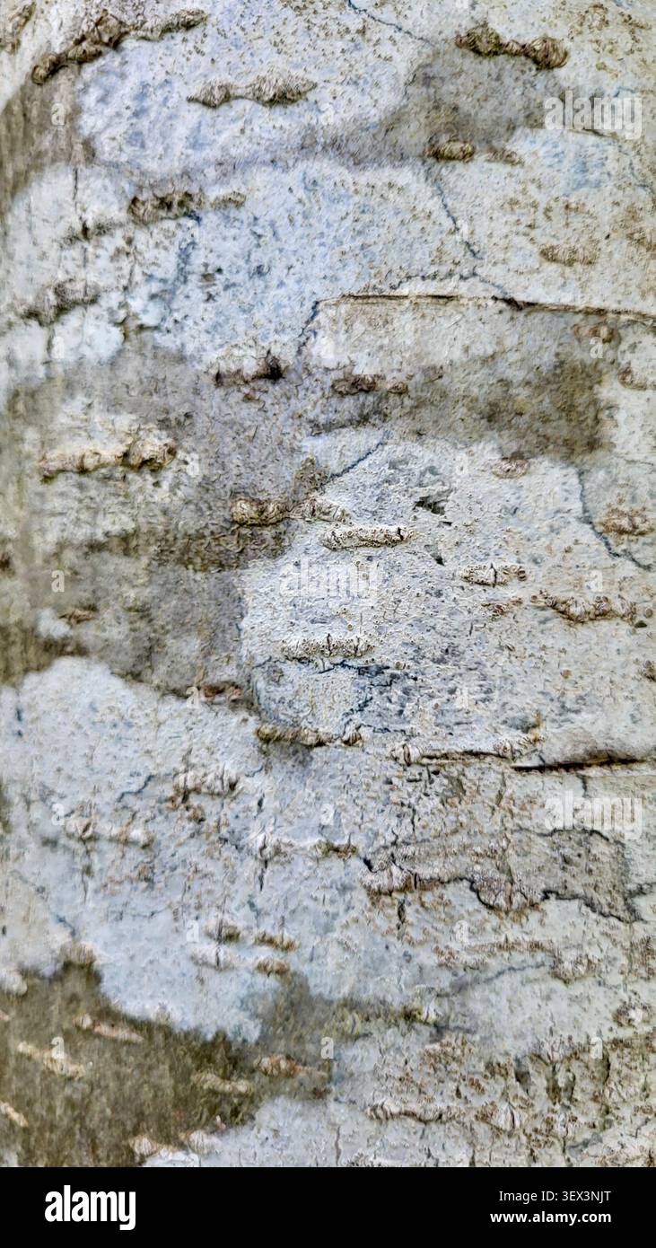 Gros plan de l'écorce de bouleau naturelle avec des tons gris et un motif d'écorce distinctif dans la nature suisse Banque D'Images