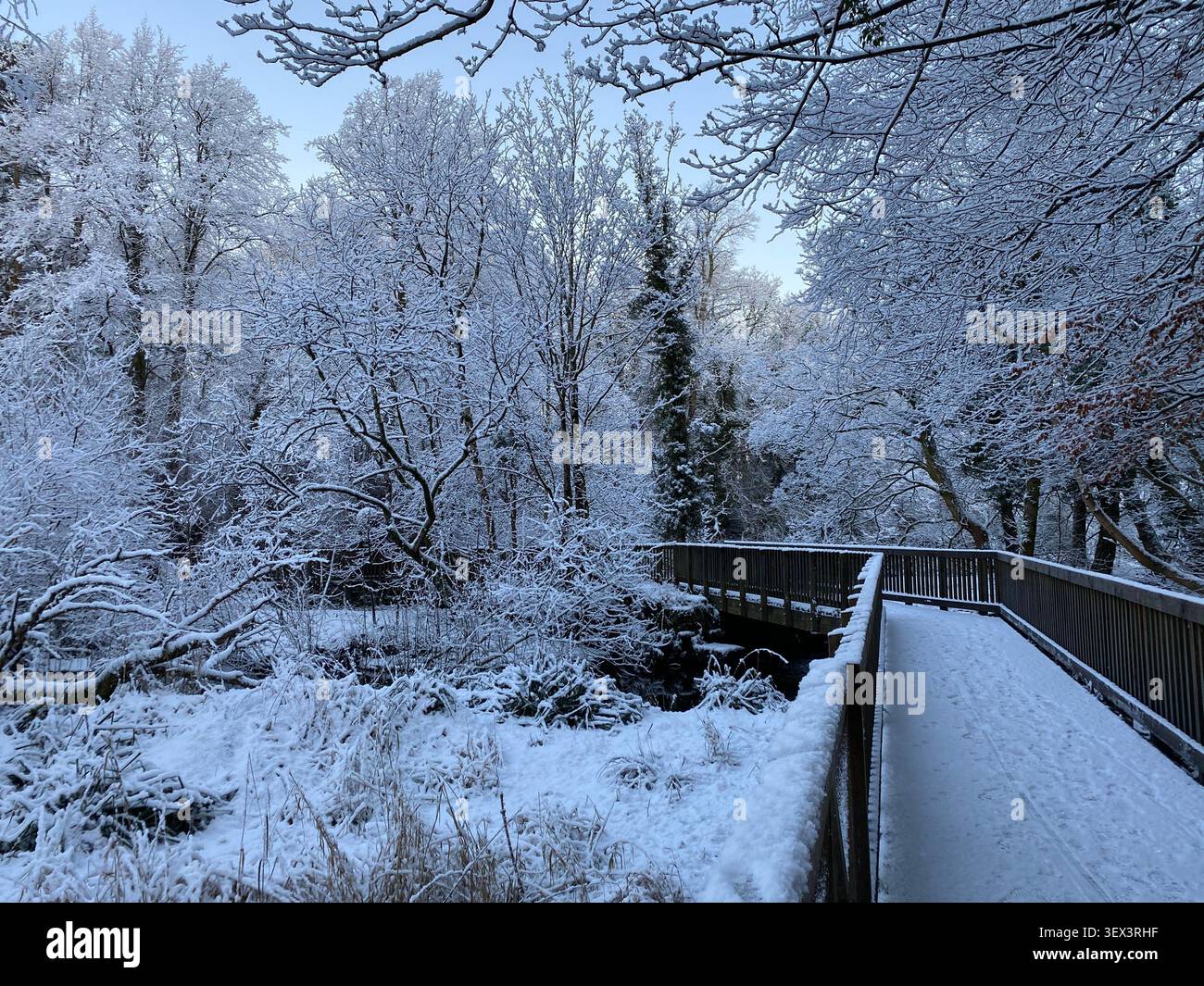 paysage d'hiver - un pont à travers des arbres couverts de neige glacée avec une belle lumière du matin - Image de stock capturée avec un smartphone