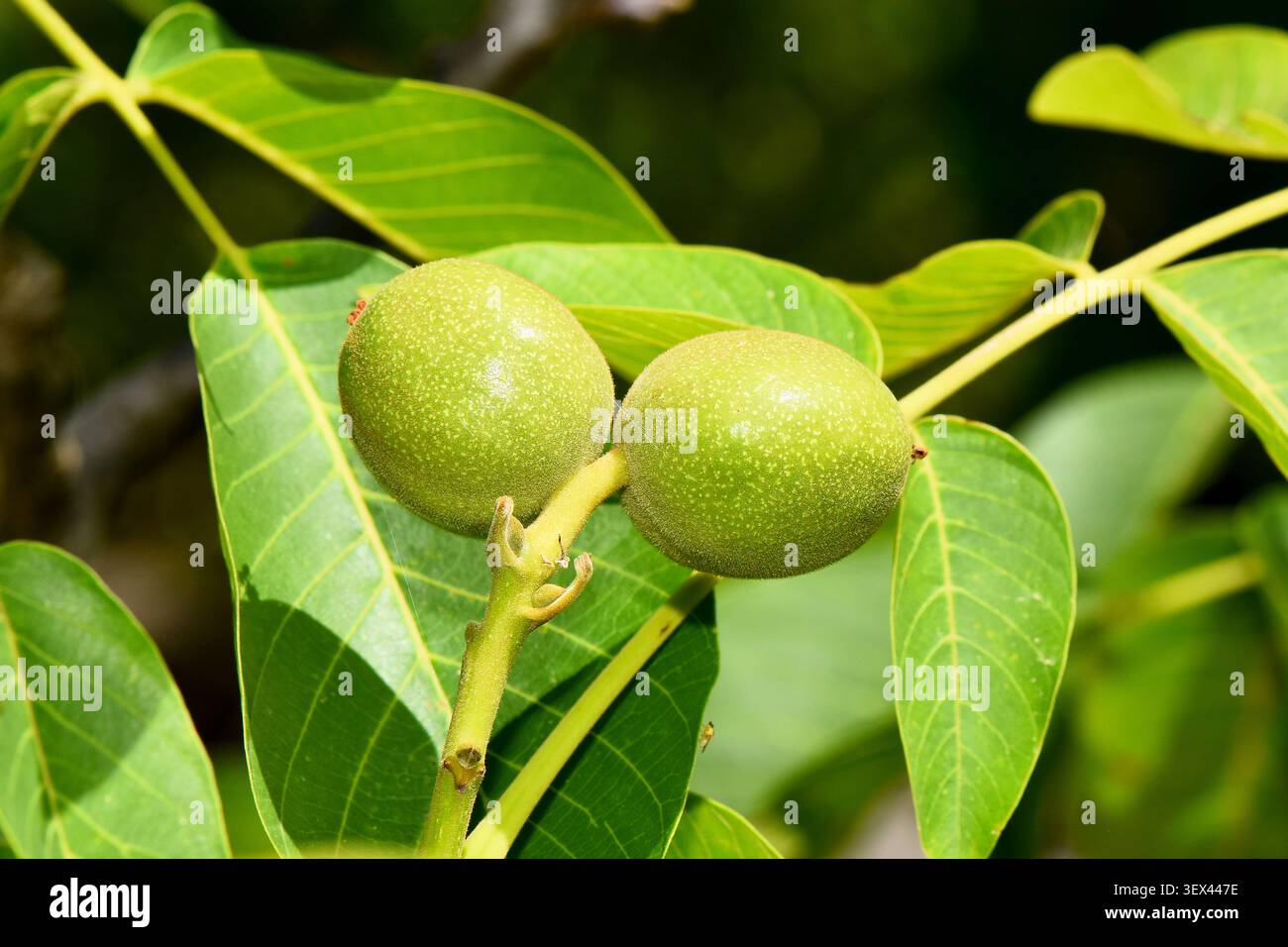 Gros plan macro de deux noix vertes non mûres poussant sur une branche d'arbre entourée de feuilles vertes éclatantes. Banque D'Images