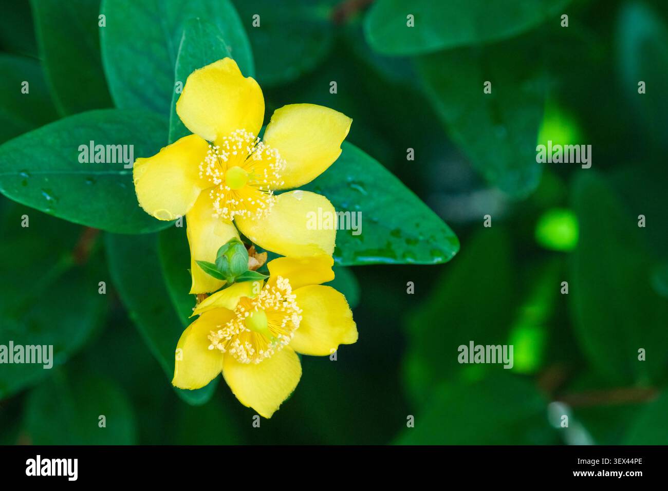 Hypericum choisianum, millepertuis de Hoisy, en forme de lance, feuilles de cuir, en forme de coupe, fleurs jaunes Banque D'Images