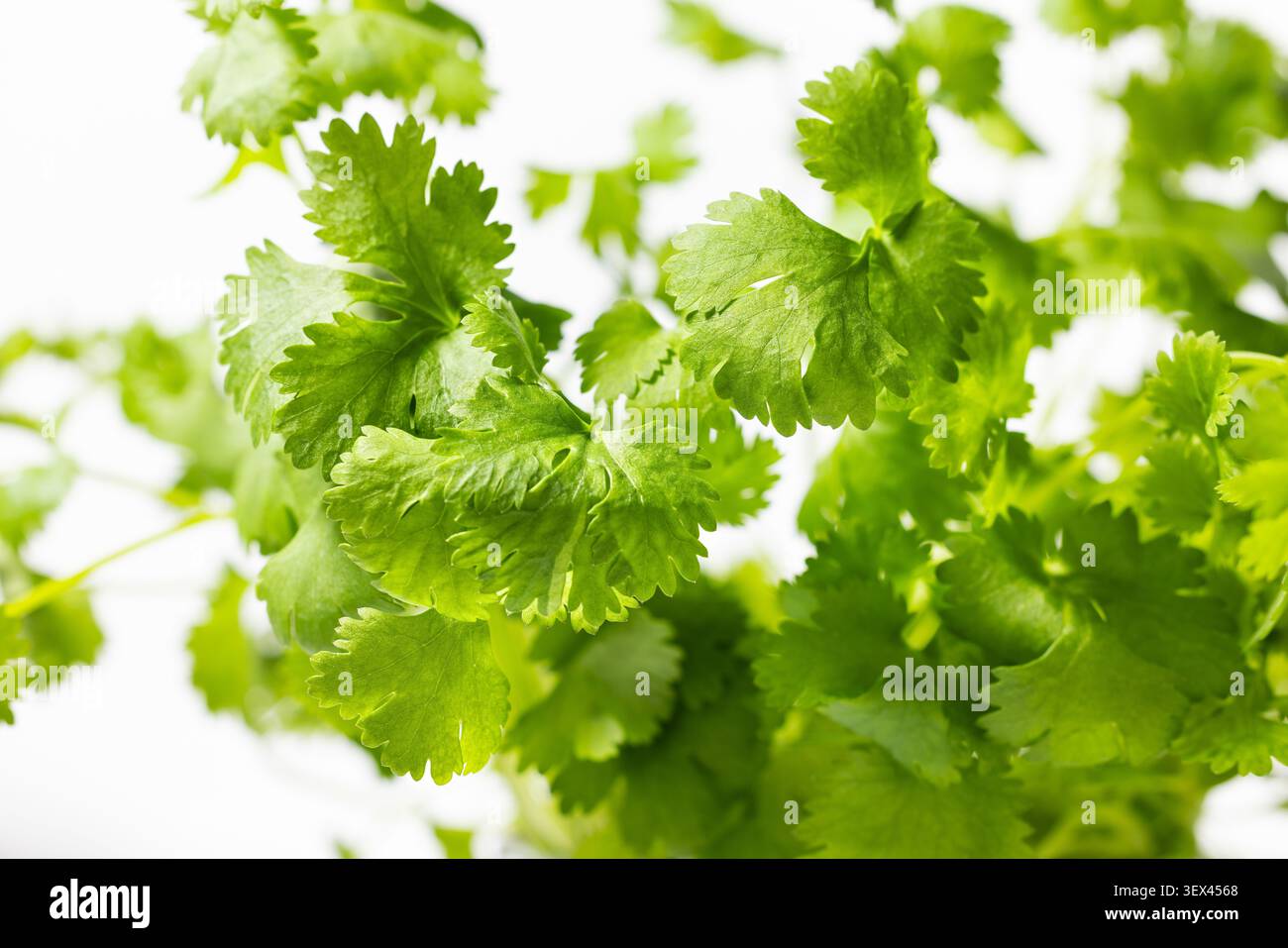 Feuilles de coriandre verte fraîche sur fond blanc pour la conception culinaire et de jardin d'herbes Banque D'Images