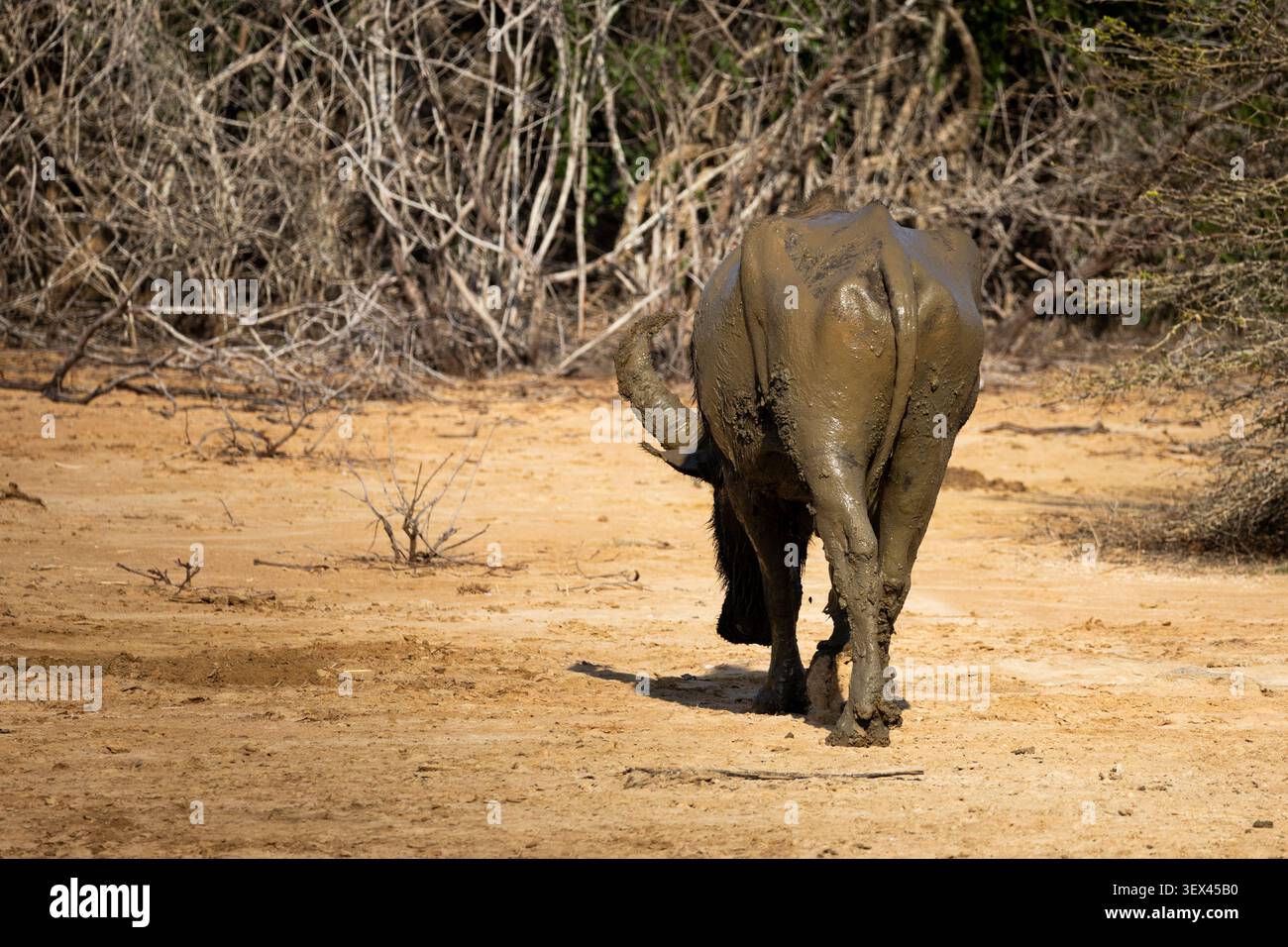 Un buffle d'eau marchant dans le parc national de Yala, au Sri Lanka Banque D'Images