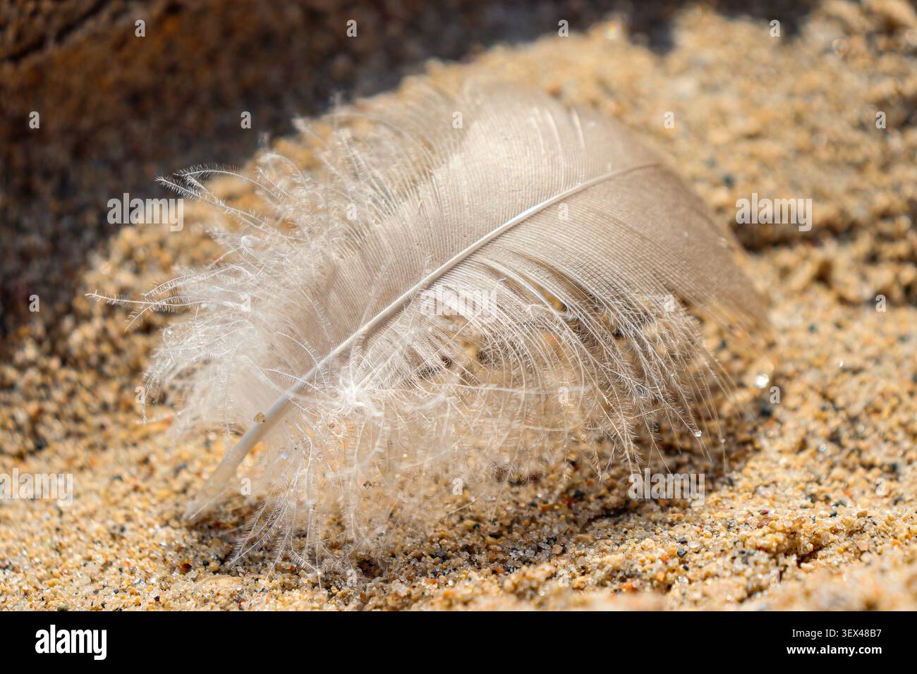 Gros plan de plume de sauvagine blanche pelucheuse sur la plage de sable du bord de mer Banque D'Images