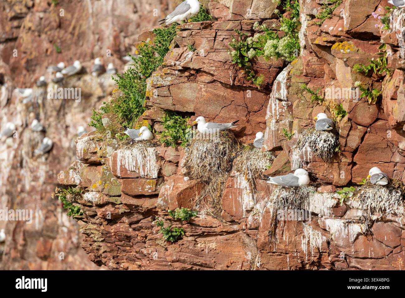 Colonie de kittiwakes (Rissa tridactyla) nichant sur une falaise rocheuse rouge à Dunbar, East Lothian, Écosse Banque D'Images
