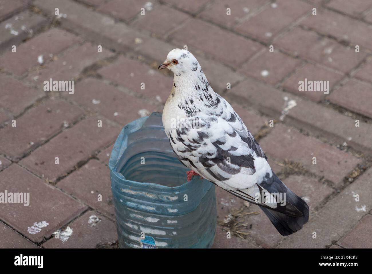 Un pigeon tacheté se perche sur une bouteille en plastique trouvée sur un trottoir carrelé de la ville, soulignant l'adaptation de la faune aux environnements humains et le défi Banque D'Images