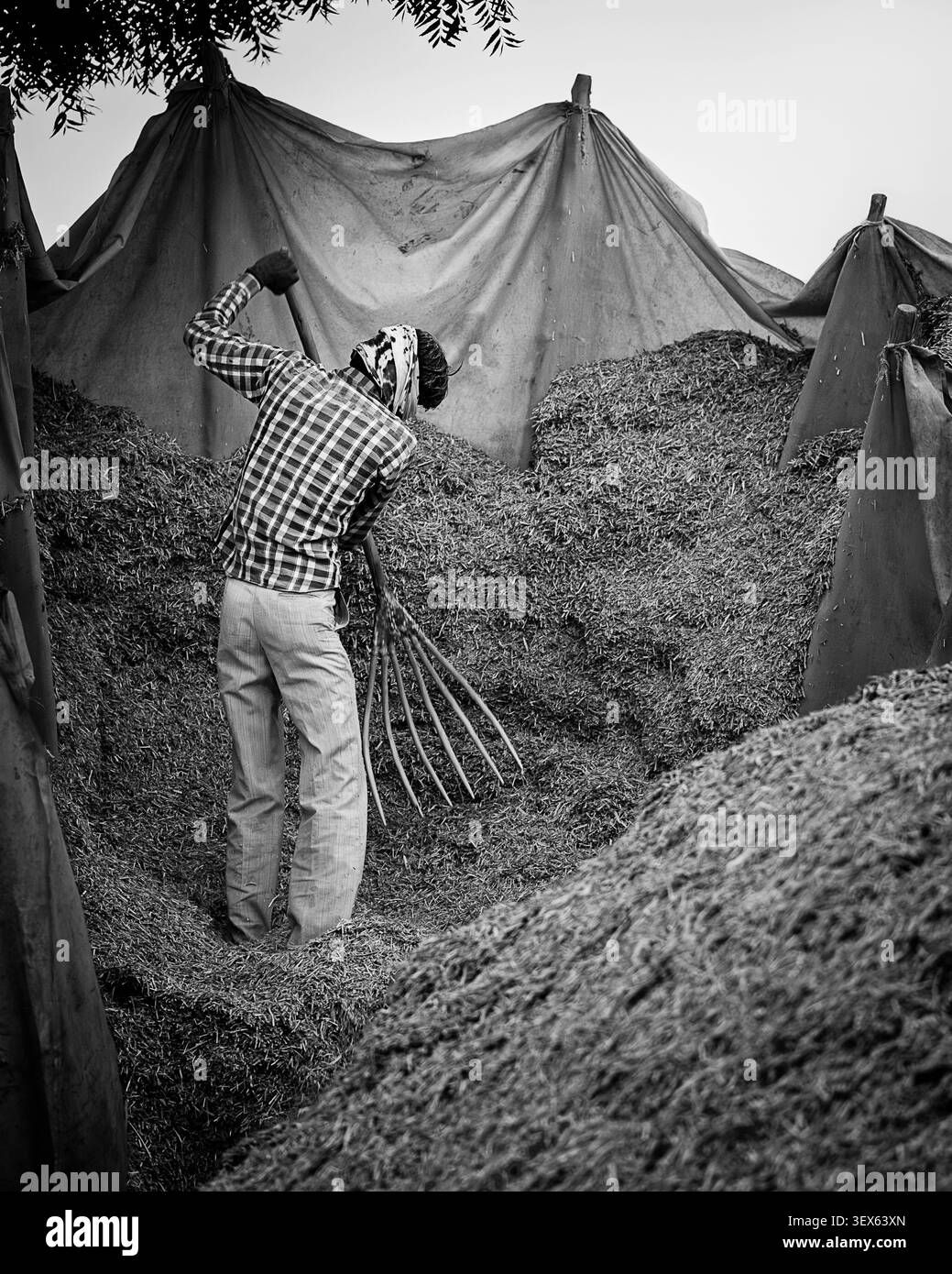 Un homme non identifié rassemble des monticules de fourrage de chameau en resdiness pour la foire annuelle de chameau à Pushkar, Rajasthan, Inde. Banque D'Images