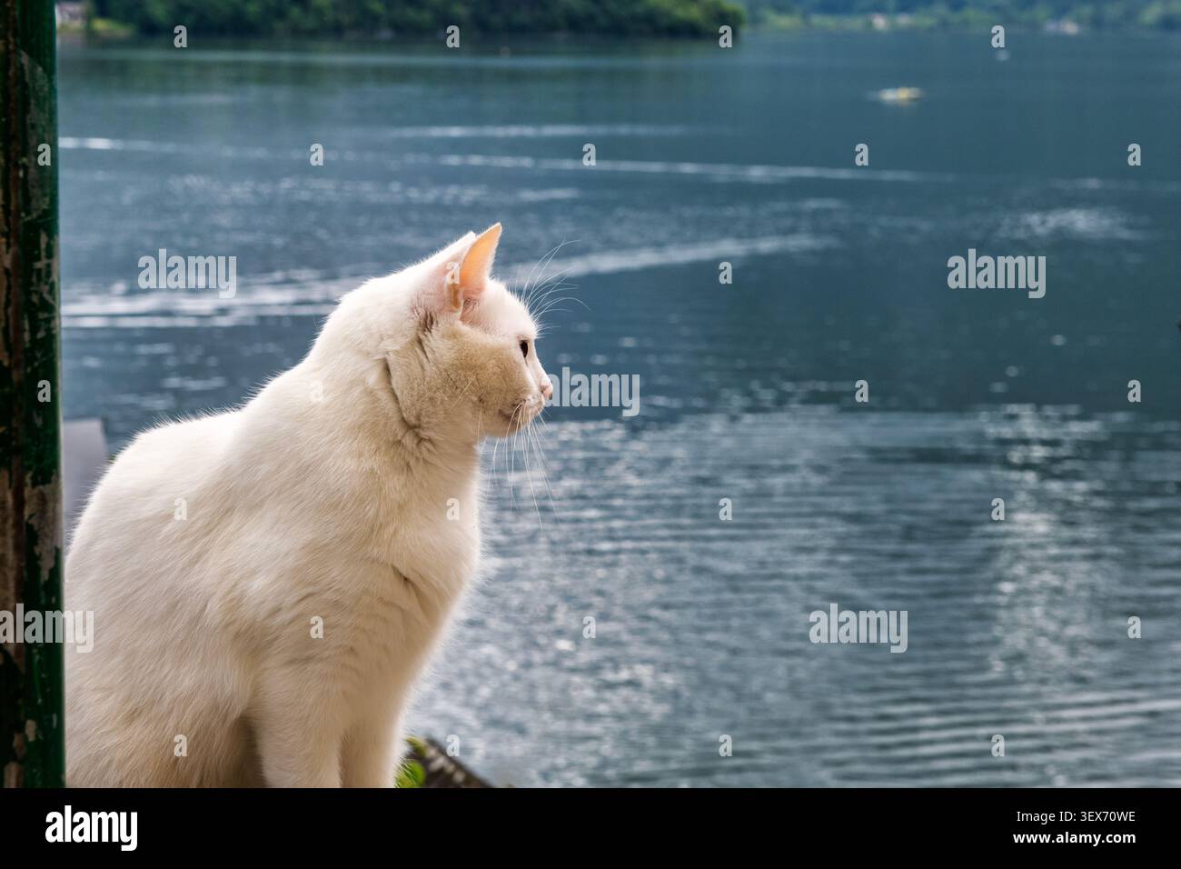 Chat regardant à travers le lac Hallstatt vu du beau village de Hallstatt en Autriche. C'est le deuxième endroit le plus visité en Autriche après VI Banque D'Images