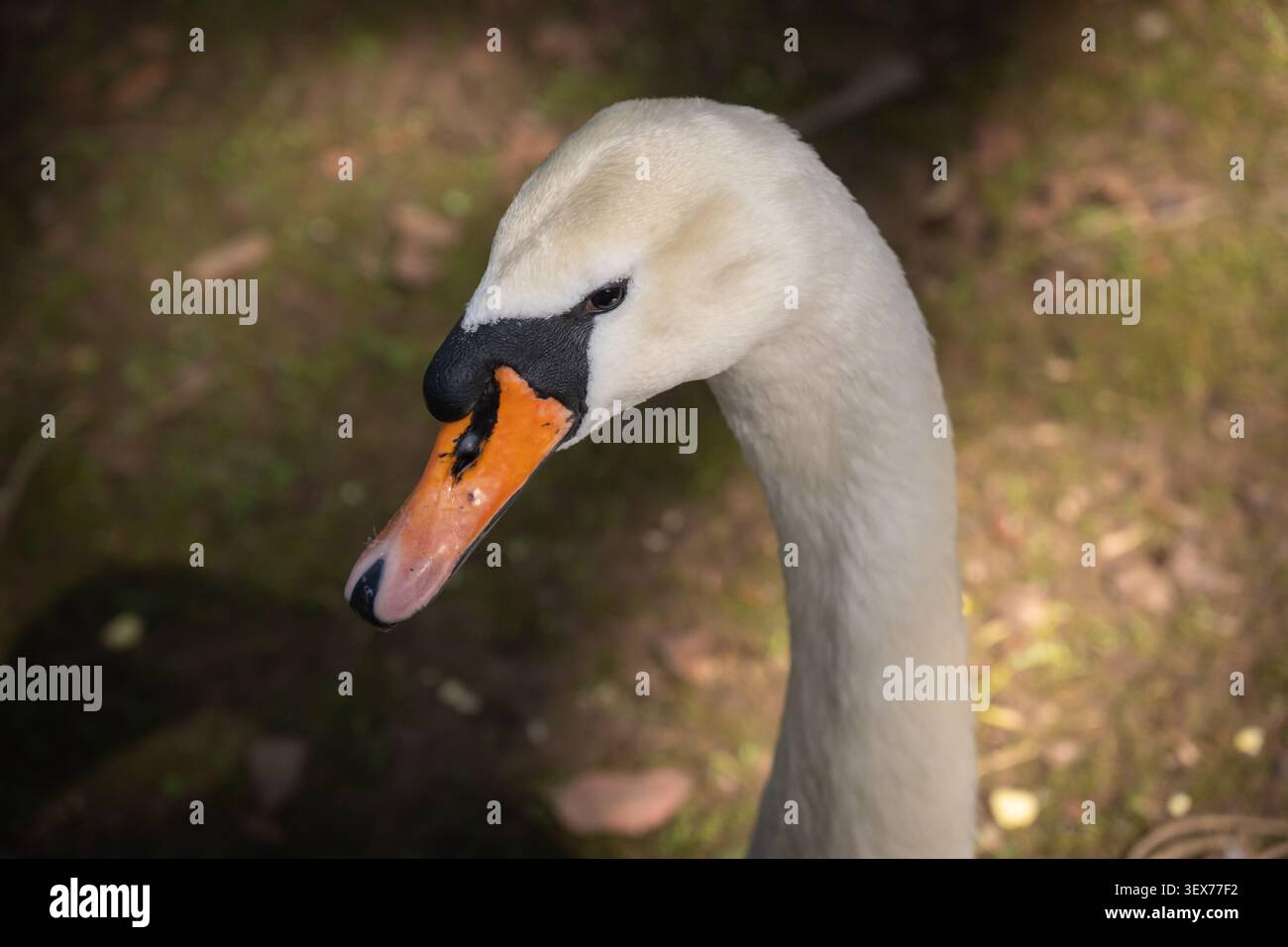 Cygne muet avec son plumage blanc, son long cou élégant et son bec orange distinctif avec un bouton noir assis calmement sur l'herbe verte avec la lumière du soleil filteri Banque D'Images