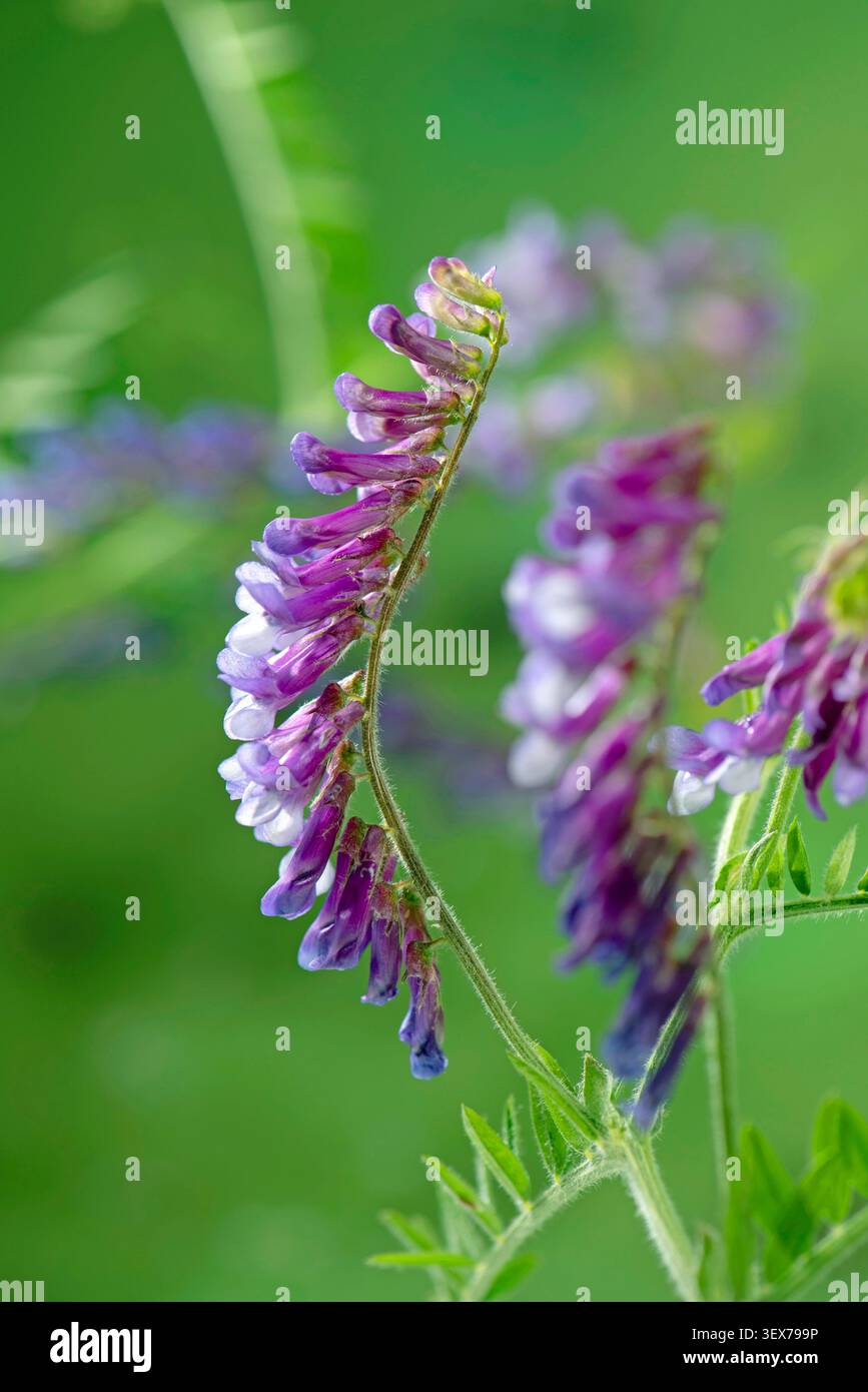 France, territoire de Belfort, Belfort, Meadow, Vicia cracca, floraison Banque D'Images
