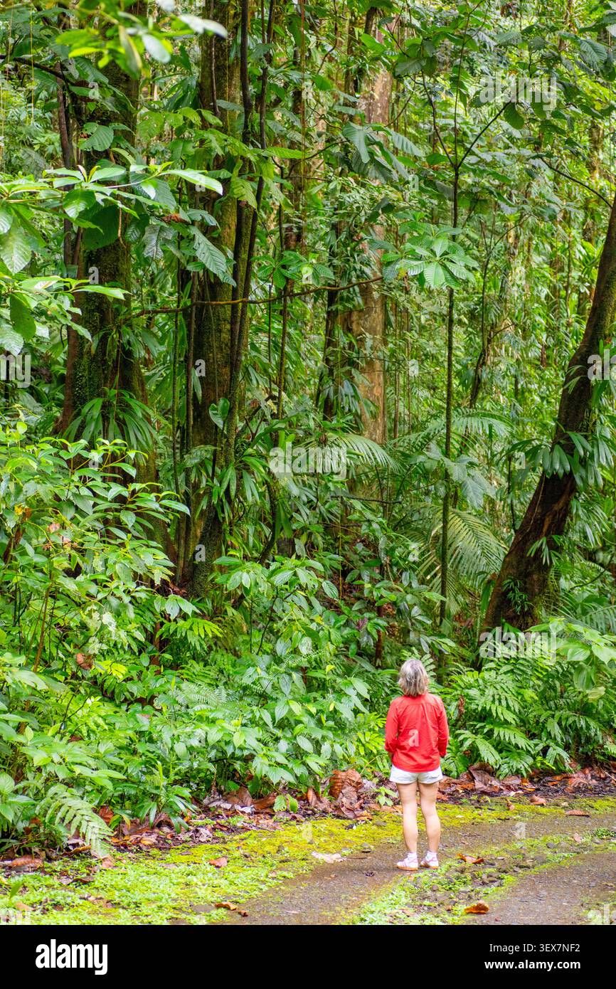 France, Guadeloupe, basse-Terre, Capesterre-belle-eau, sentier du Grand Etang Banque D'Images