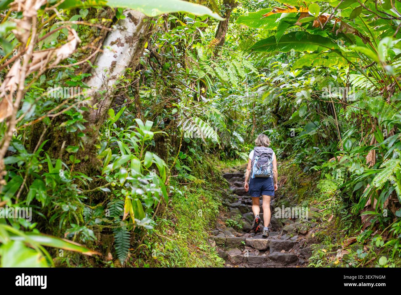 France, Guadeloupe, basse-Terre, Saint-Claude, la Grande Soufrière, randonnée au volcan Banque D'Images