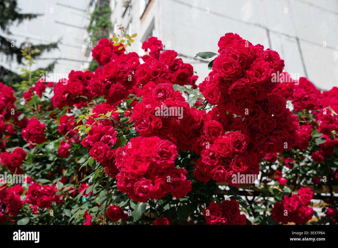 Abondance de roses rouges romantiques fleurissant à l'extérieur, symbole parfait de l'amour, de la passion, de la Saint-Valentin et des célébrations d'anniversaire. Banque D'Images