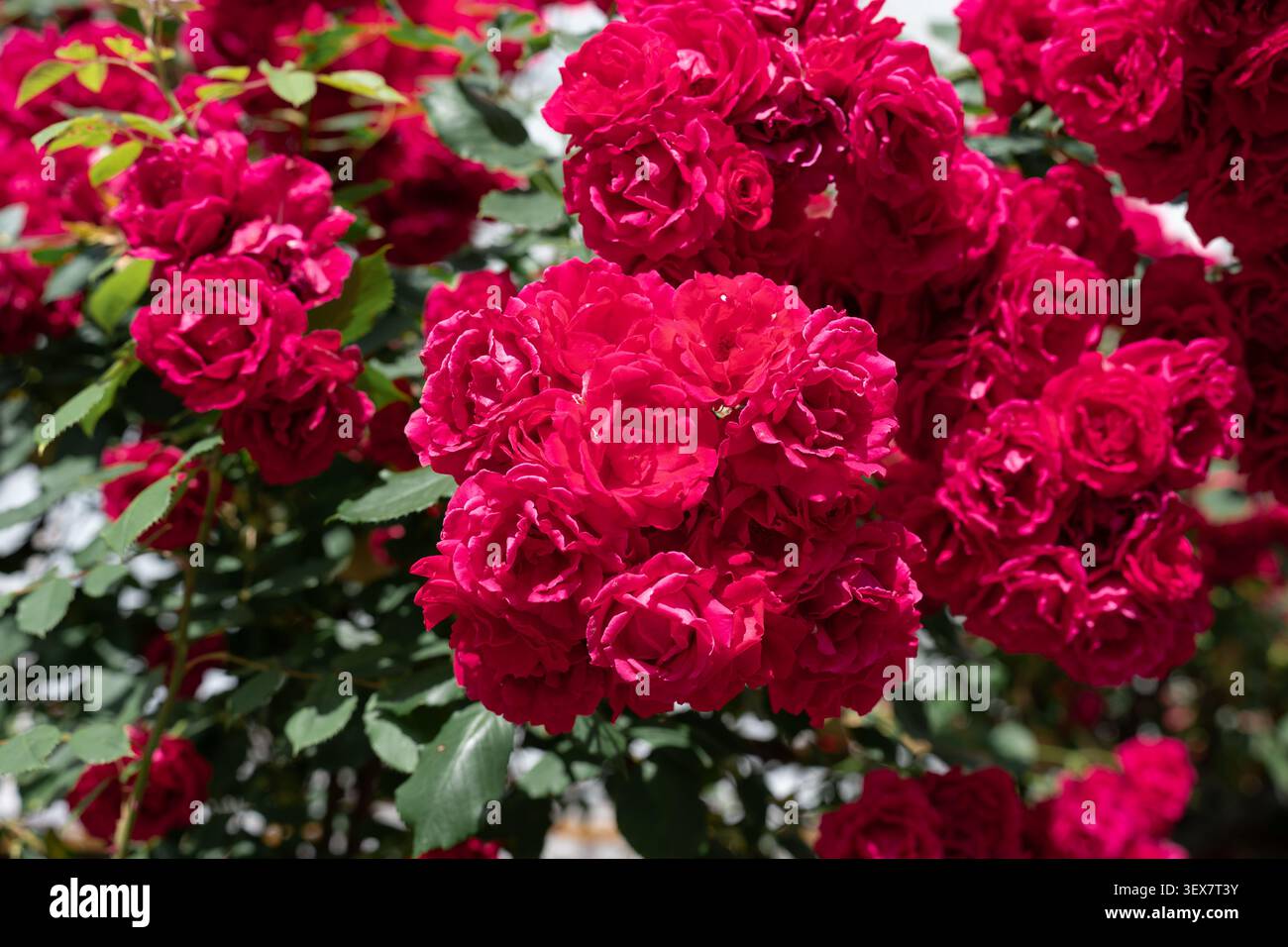Magnifique buisson luxuriant de roses grimpantes rouges éclatantes en pleine floraison, toile de fond florale naturelle pour cartes de voeux ou design. Banque D'Images