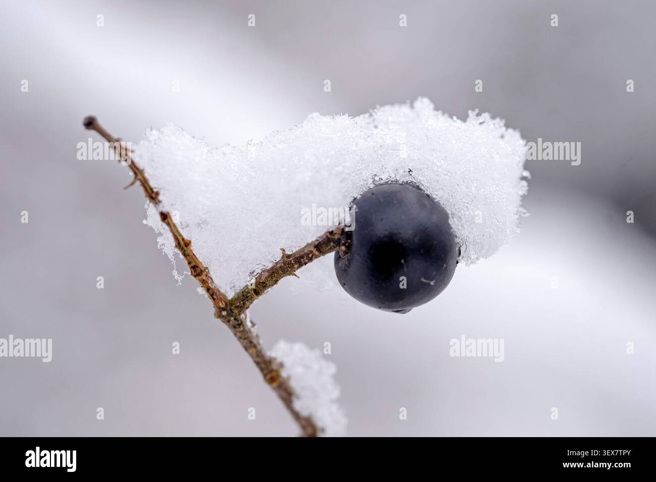 France, territoire de Belfort, Belfort, jardin, haie, Ligustrum vulgare, berrie, neige, hiver Banque D'Images