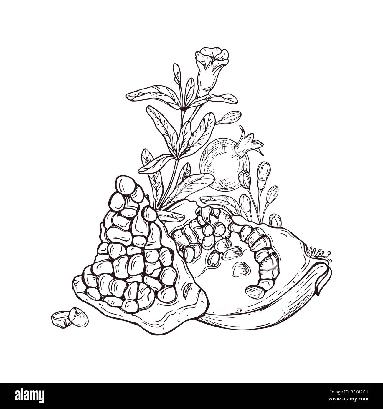 Tranches de grenade mûre avec des graines et des feuilles alignent l'esquisse à l'encre noire de l'art. Fruits, branche fleurie avec des bourgeons dessin linéaire. Illustration de Vecteur