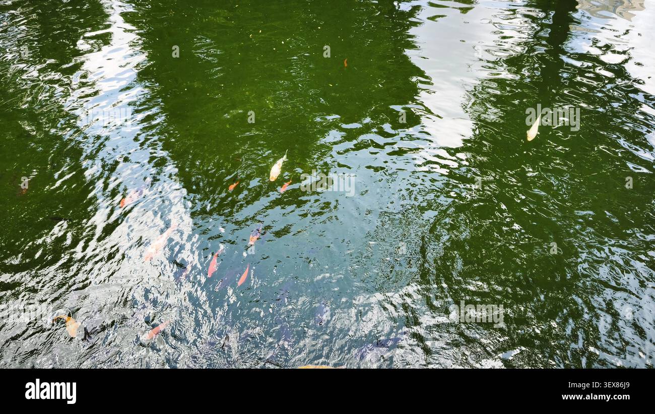 Des carpes koï multicolores nagent dans l'étang Banque D'Images