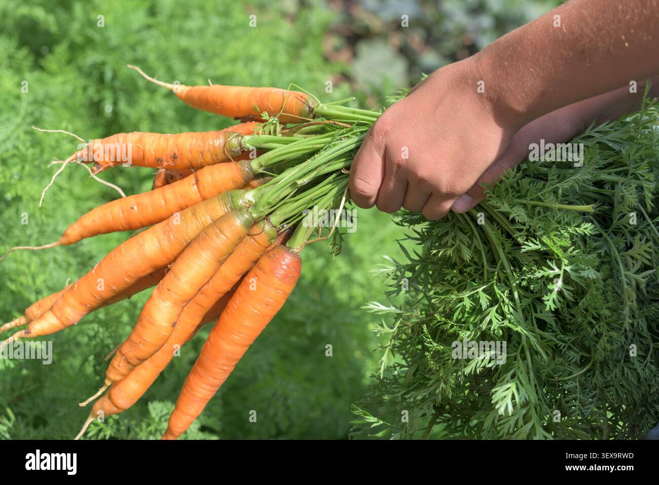 Gros plan de deux mains d'enfant tenant un bouquet de carottes fraîchement récoltées au sommet vert éclatant. La lumière chaude du soleil améliore le légume orange vif Banque D'Images