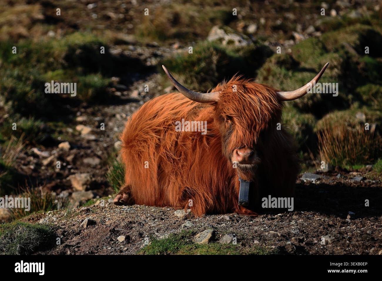 La vache poilue COO Highland dans l'île de Skye, en Écosse présente une vache brune couchée, des cornes courbées et une lande rocheuse, avec du bétail des hautes terres dans le cadre. Banque D'Images