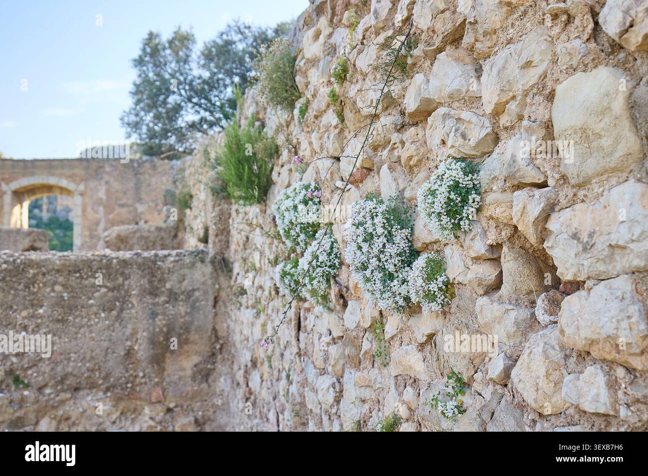 Fleurs blanches poussant sur un mur de pierre rustique, jardin vertical naturel à la lumière du soleil. Banque D'Images
