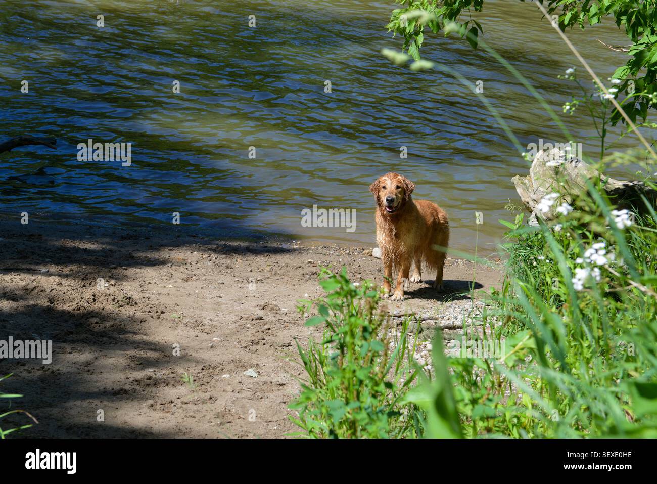 Joli chien Golden Retriever debout au bord d'une rivière après avoir nagé. Il attend qu'on lui lance une bâton. Ontario, Canada. Banque D'Images