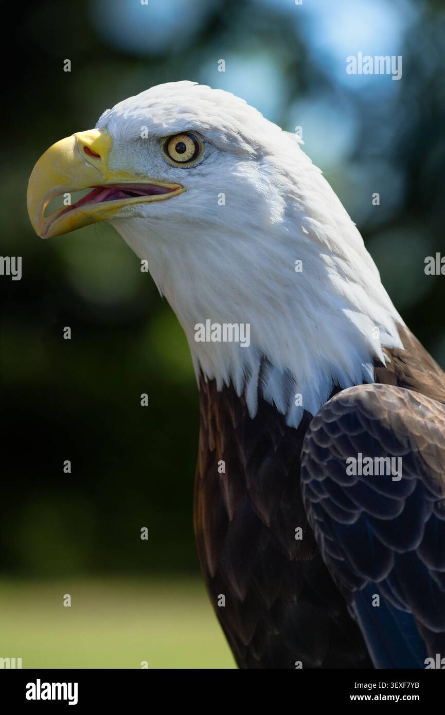 Aigle à tête blanche d'Amérique (Haliaeetus leucocephalus) se tient haut à bec gauche ouvert - oiseau captif Banque D'Images