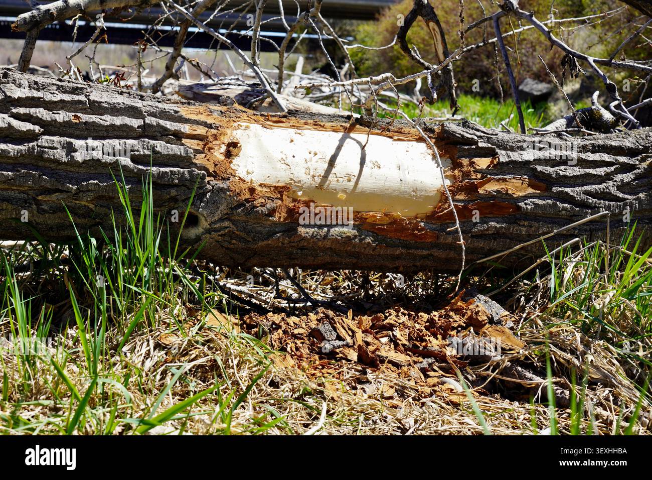 Arbre tombé avec l'écorce rongée par la faune sauvage Banque D'Images
