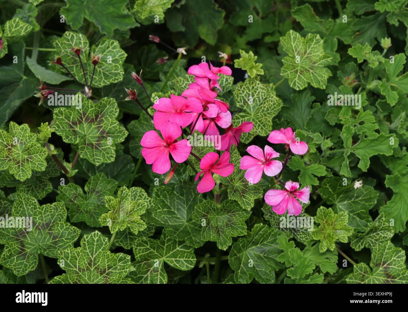 Pélargonium 'Crocodile' ou Géranium 'Crocodile', Geraniaceae. Hybride Afrique australe. Une plante vivace compacte, touffue, à feuilles persistantes avec des feuilles panachées. Banque D'Images