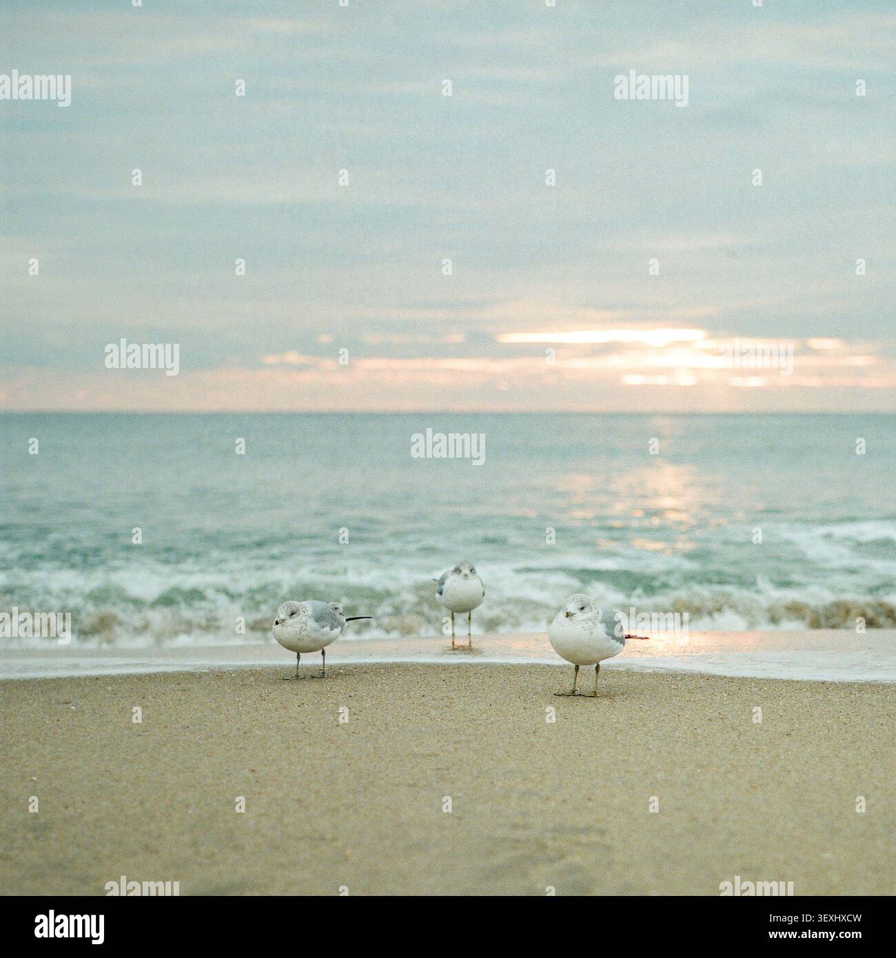 Les oiseaux sur la plage Banque D'Images
