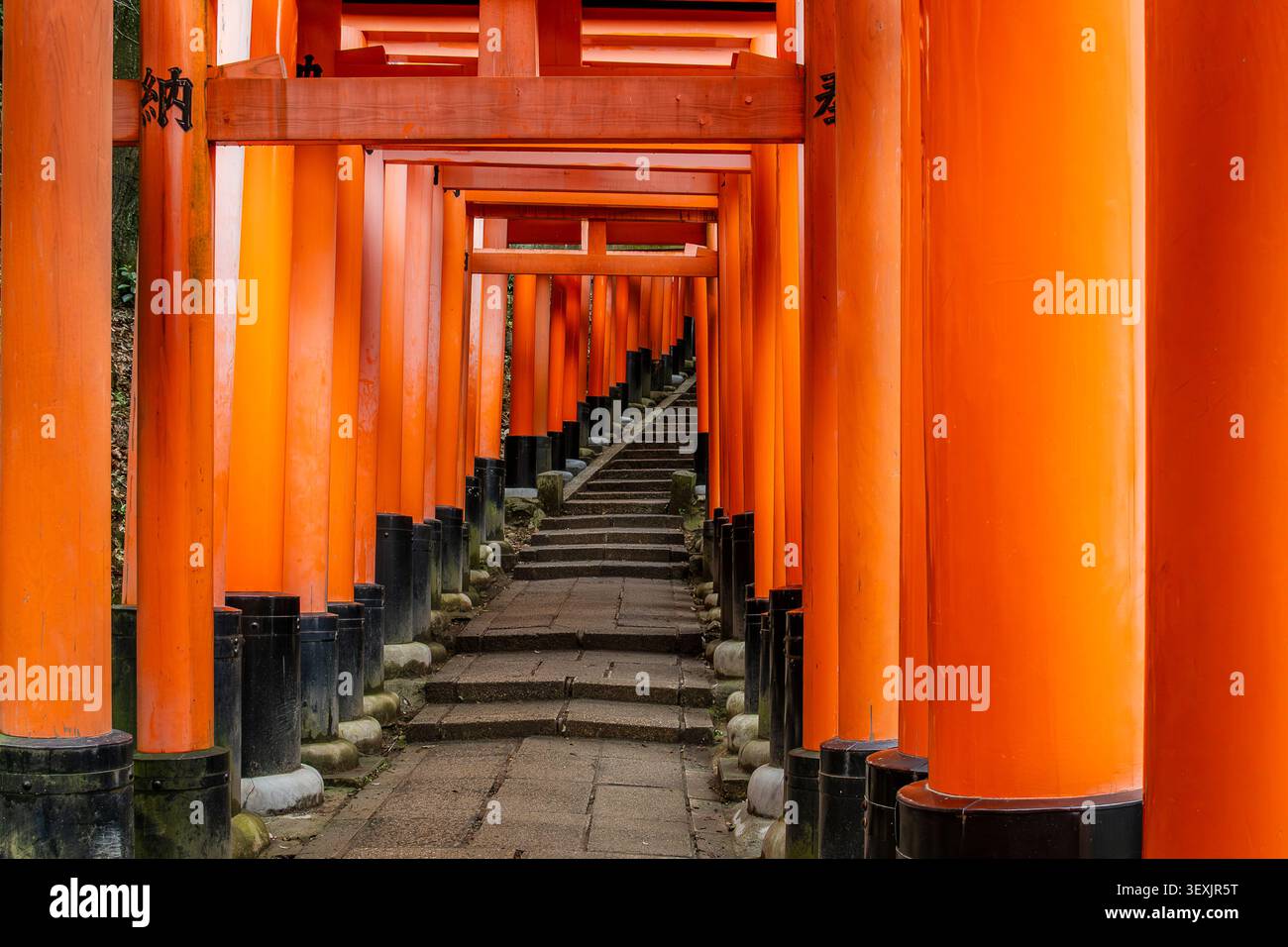 Chemin à travers les portes vermillon torii au sanctuaire Fushimi Inari, perspective des lignes directrices, Kyoto, Japon. Banque D'Images