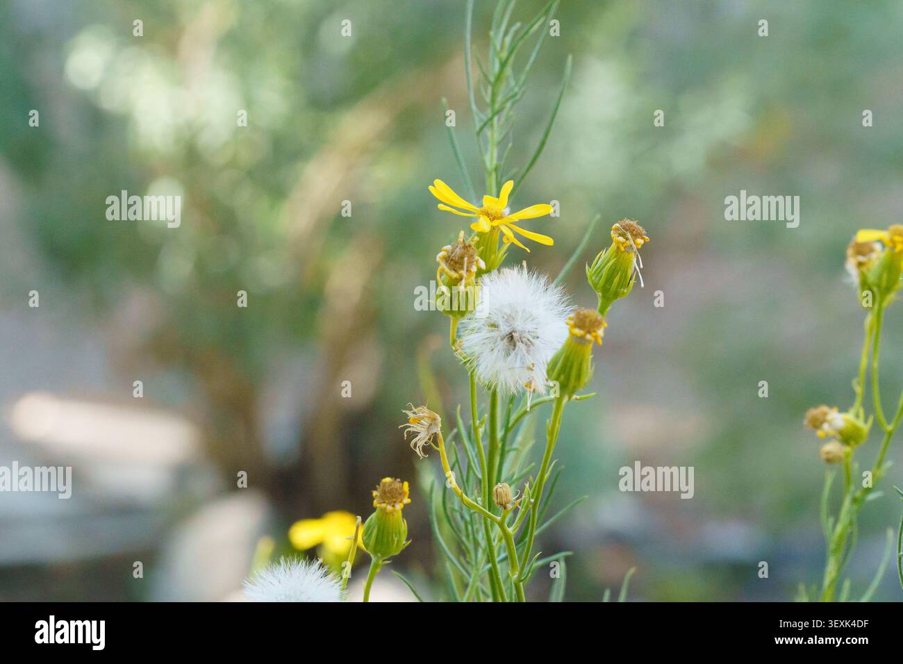 Agwort Threadleaf (Senecio flaccidus) plante et fleur en gros plan Banque D'Images