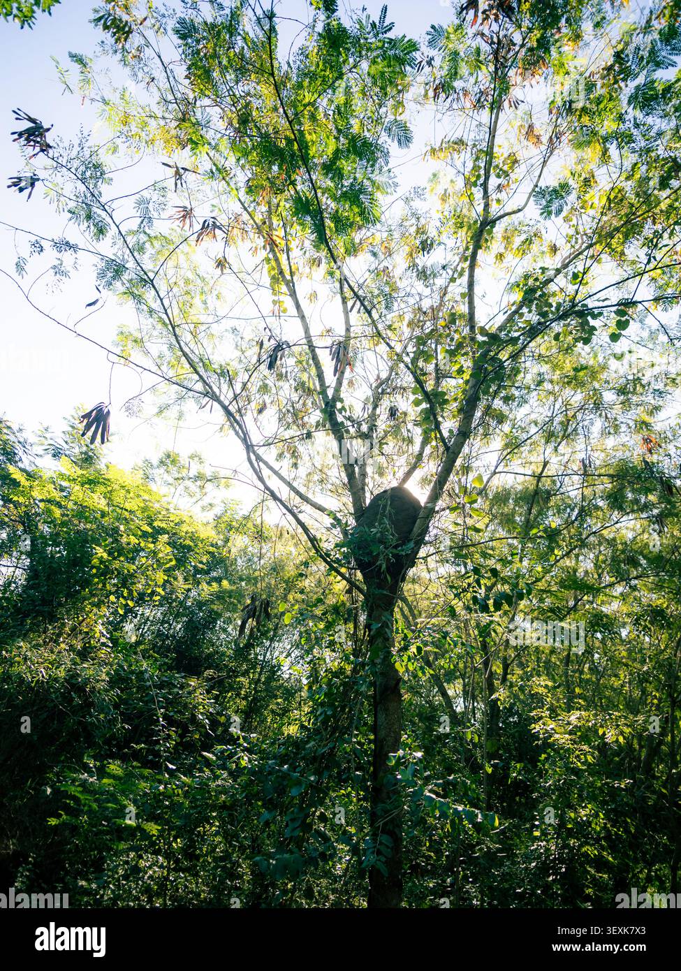 De grands arbres se dressent dans un feuillage vert dense. La lumière du soleil filtre à travers ses branches. Deux grimpeurs montent, concentrés sur la montée. L'un soutient l'autre upwa Banque D'Images