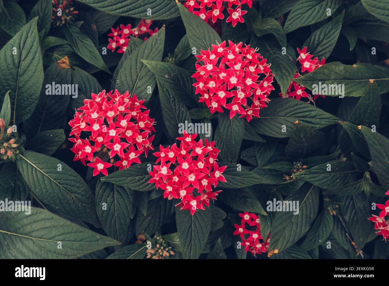 vue de dessus des pentas en fleurs ou amas d'étoiles égyptiennes Banque D'Images