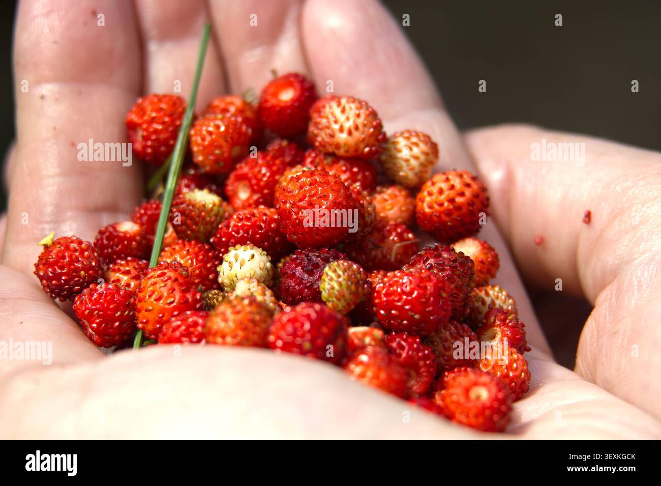 Main tenant une poignée de fraises sauvages fraîches en gros plan, mettant en valeur des baies rouges mûres, des graines texturées et des fruits naturels récoltés en été. ID Banque D'Images