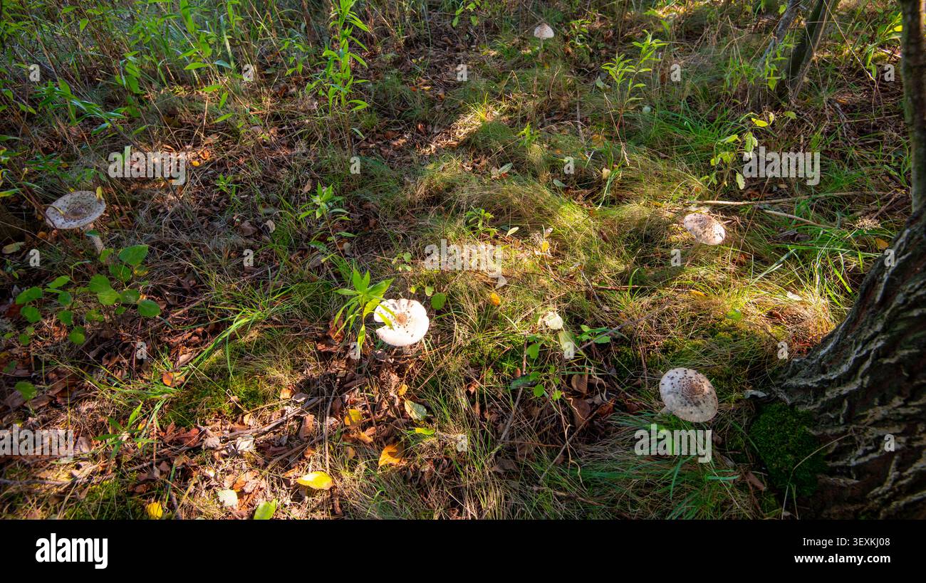 Champignons parasol dans le champ (Macrolepiota Procera) Banque D'Images