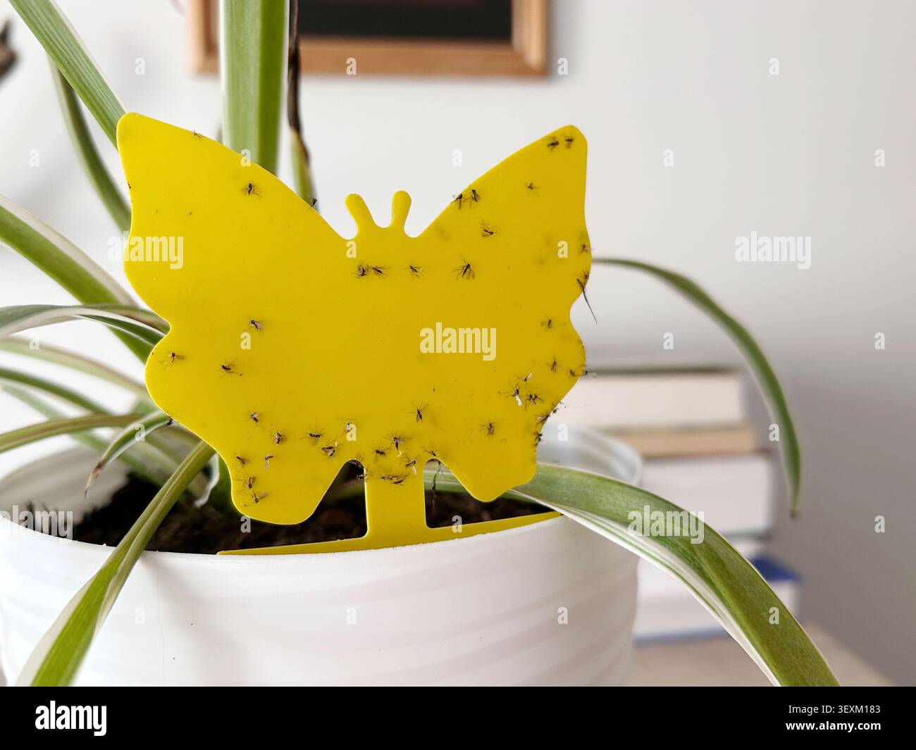 Piège à insectes jaune collant recouvert de mouches de champignons placées dans une araignée en pot pour surveiller et contrôler les ravageurs des plantes d'intérieur Banque D'Images