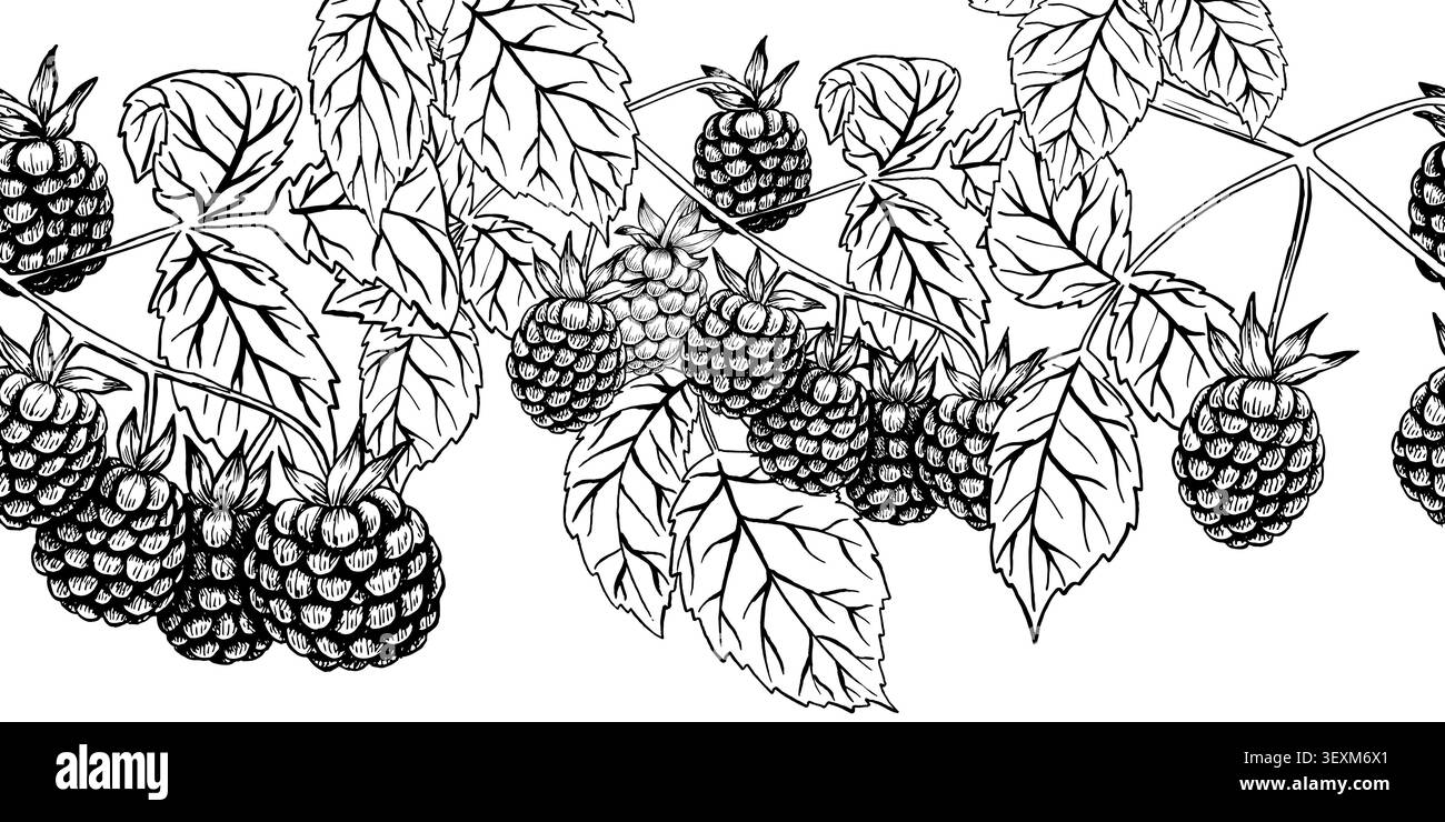 Illustration botanique de framboise de style gravure noir et blanc montrant des baies et des feuilles détaillées. Parfait pour la conception alimentaire, les produits de beauté, statio Banque D'Images