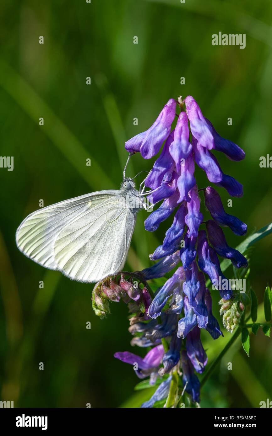 Papillon blanc sur Vicia cracca violet vif Banque D'Images