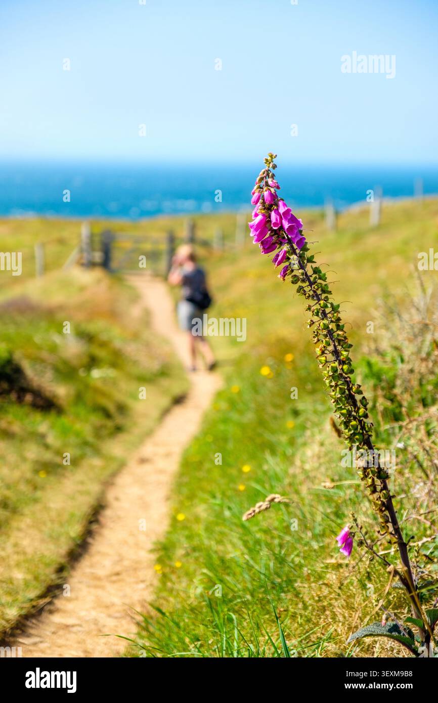 Femme d'âge moyen marchant sur le Pembrokeshire Coast Path / Wales Coast Path, Royaume-Uni Banque D'Images