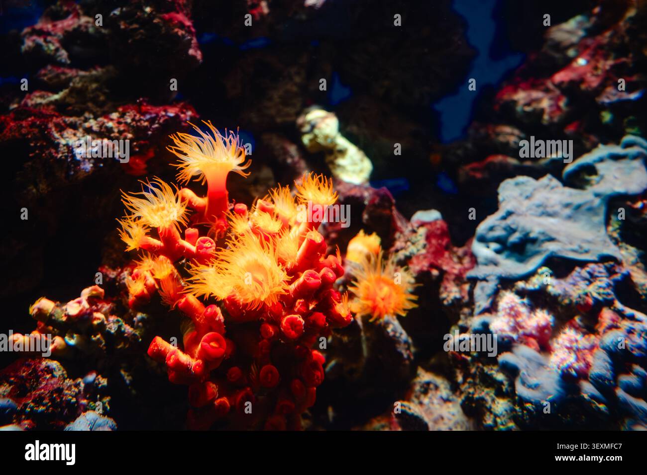 Fleur de corail marin vivant et fleurs de récif sous l'eau sombre profonde Banque D'Images