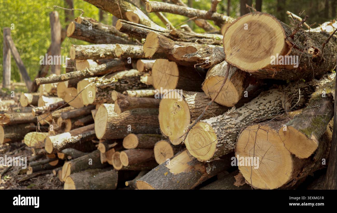 Image horizontale en gros plan mettant l'accent sur les extrémités texturées circulaires de bûches de bois coupées dans un tas. Banque D'Images