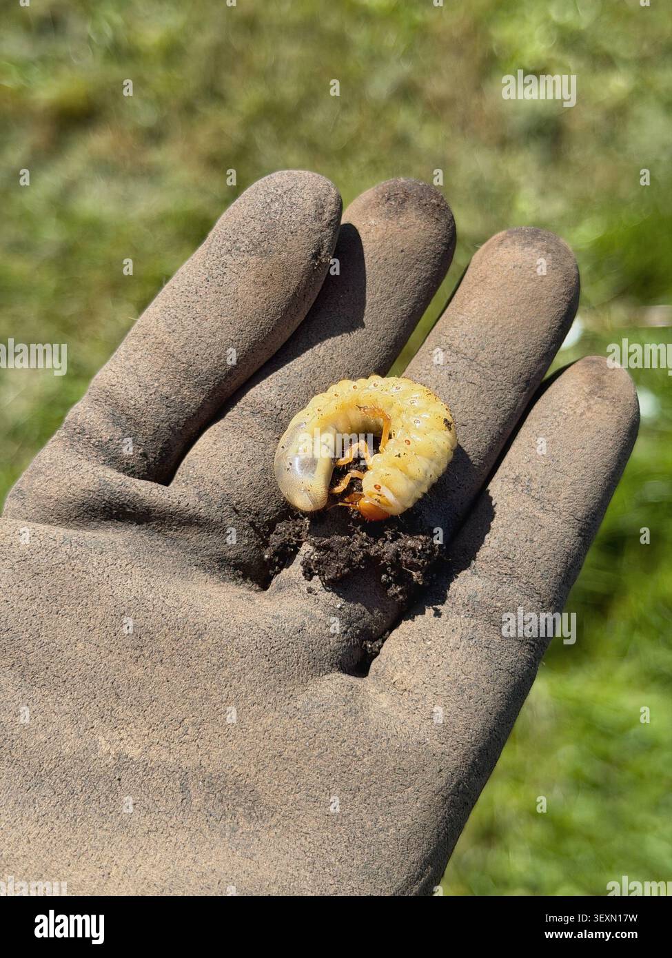 Grande chenille de larves blanche sur une main gantée. Un gros plan d'un géant peut faire couler une larve de coléoptère reposant sur un gant de jardinage sale avec de la terre. Cette image pe Banque D'Images