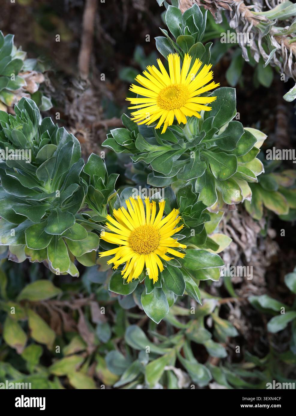 Marguerite étoilée, Marguerite intermédiaire ou Aster Marguerite, Asteriscus intermedius, Asteraceae. Îles Canaries, Espagne. SYN. Nauplius intermedius. Banque D'Images