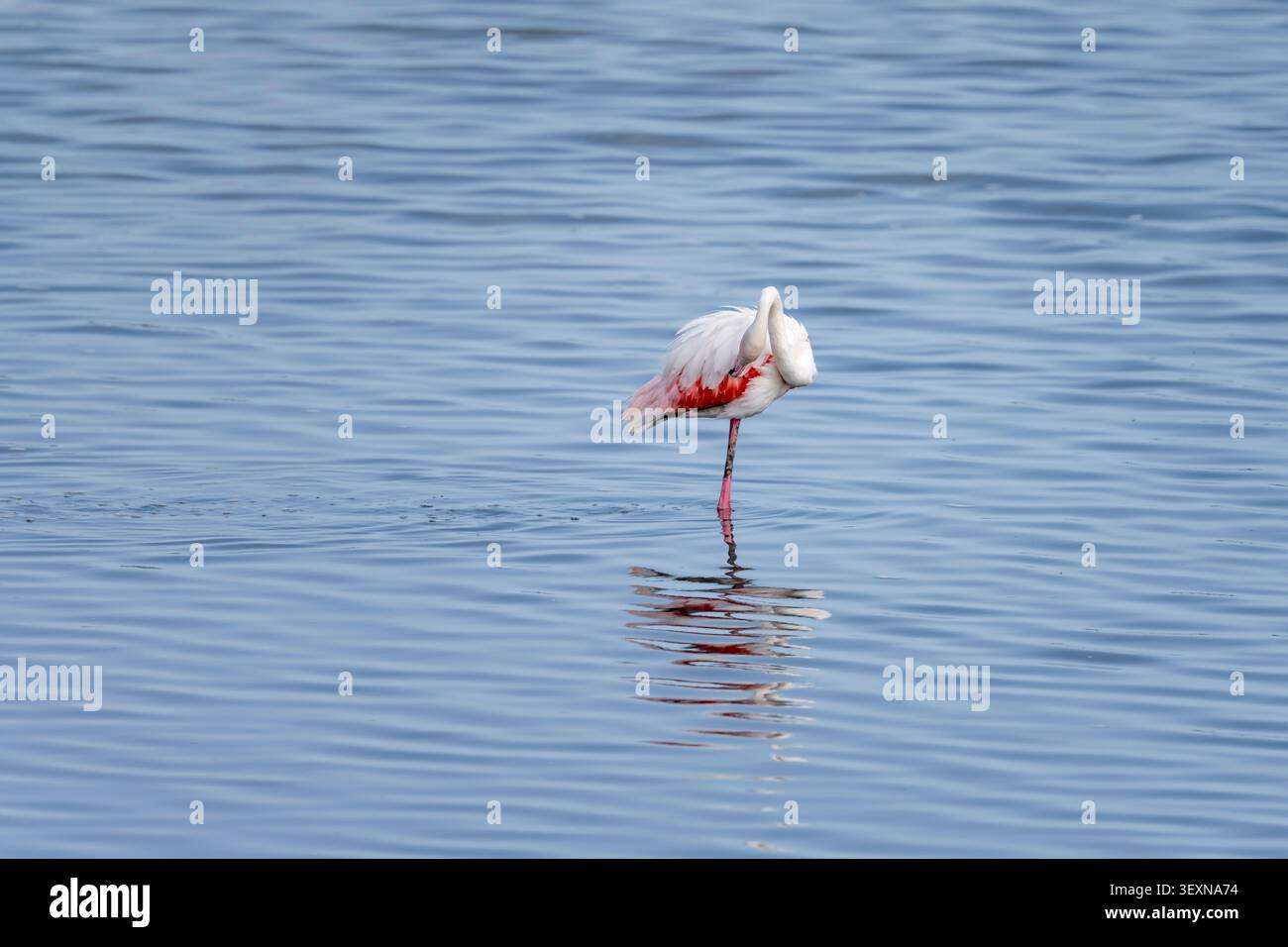 Plumage nettoyant flamingo en eau peu profonde, tourné dans une lumière printanière brillante à la lagune de Montelargius, Cagliari, Italie Banque D'Images