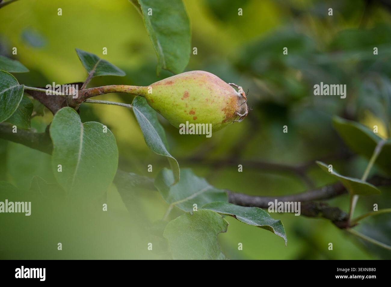 Poire sur un arbre dans le jardin, feuilles vertes et fruits Banque D'Images