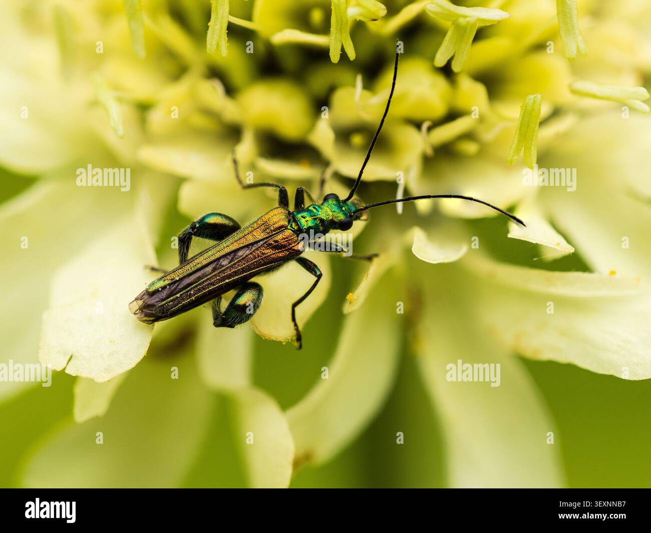 Royaume-Uni coléoptère fleuri à pattes épaisses, Oedemera nobilis, mâle présentant des cuisses gonflées et des boîtiers irisés pour le corps et les ailes Banque D'Images